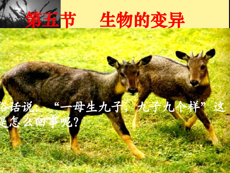 第五节_生物的变异_第1页