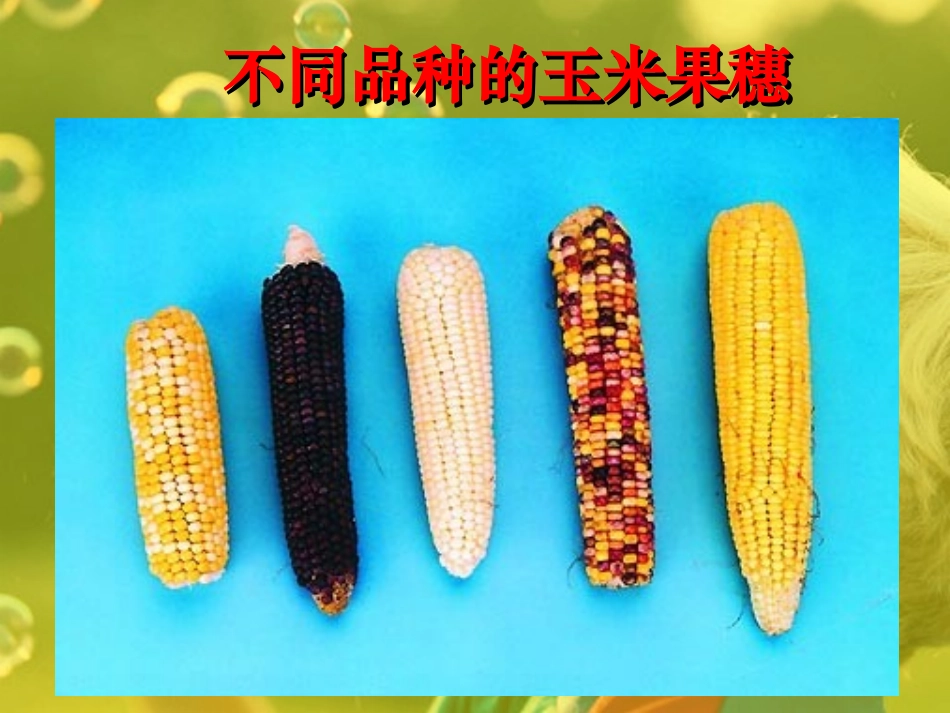 第五节_生物的变异_第3页