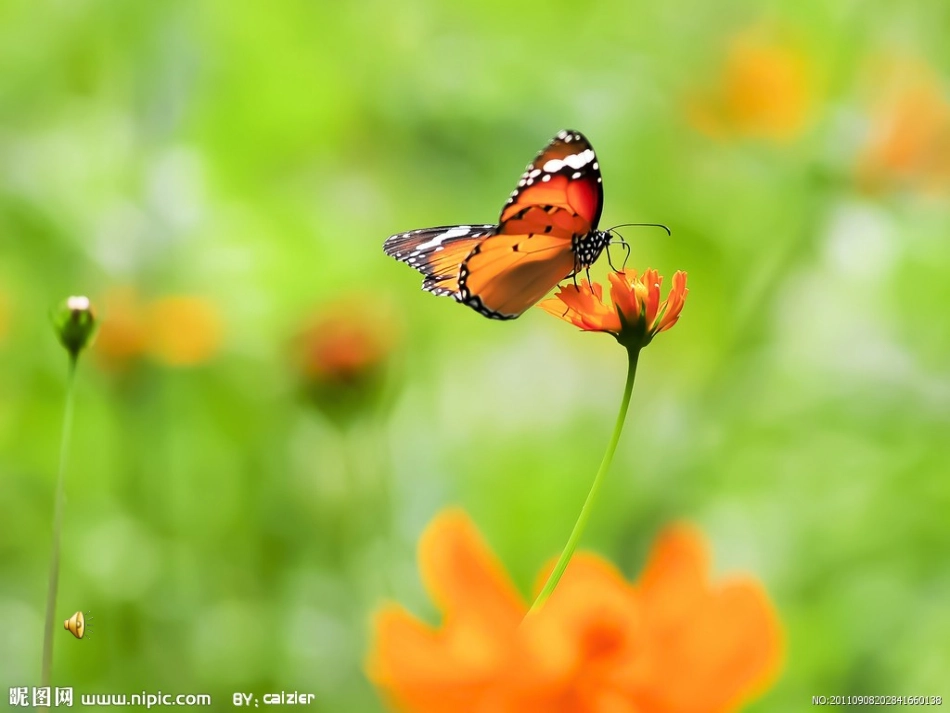 神奇的克隆课件_第1页