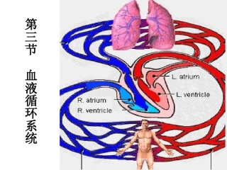血液循环系统
