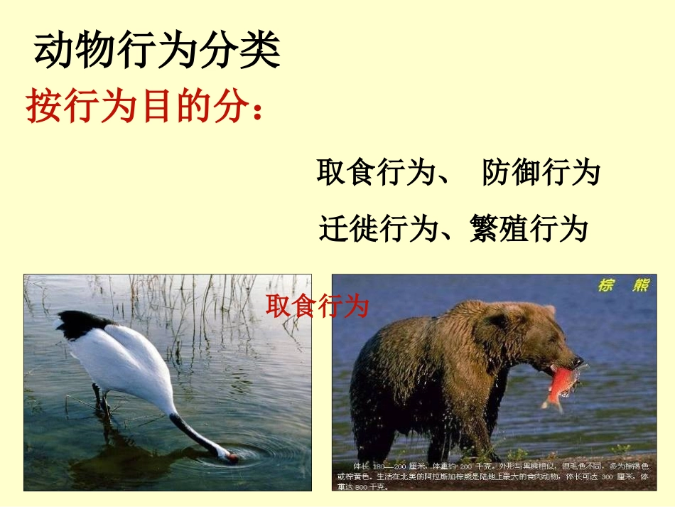 《先天性行为和学习行为》课件2_第3页