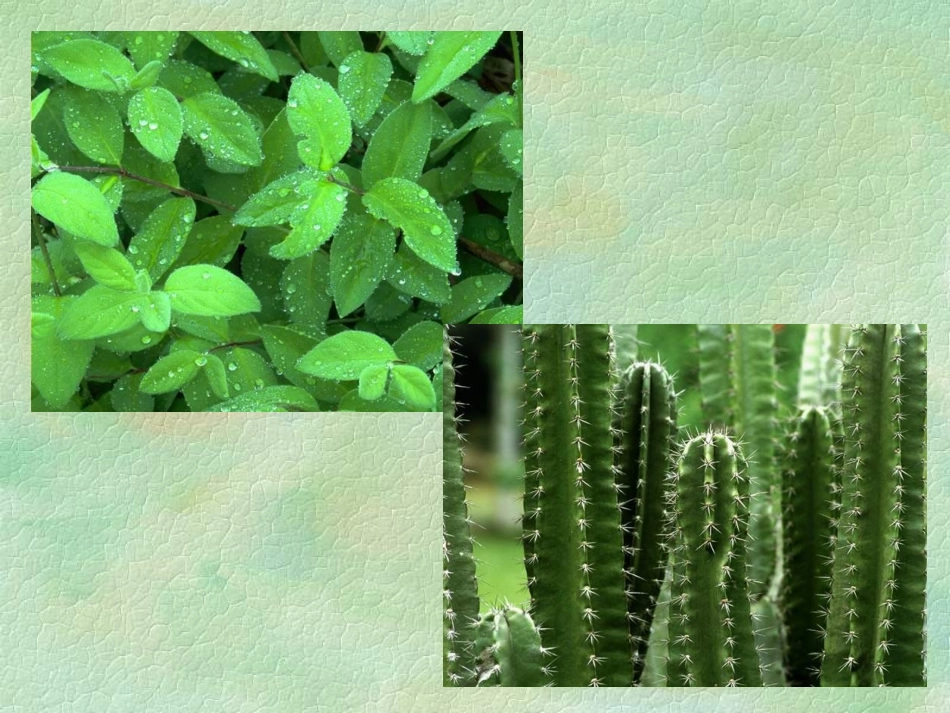 生物对环境的适应_第3页