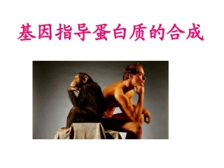 （上课）高考复习课件：基因指导蛋白质的合成