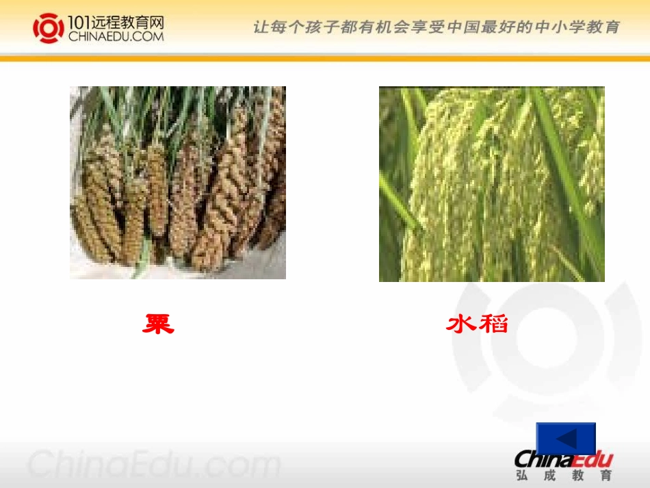 华东师大版初中七上12原始的农耕文化课件_第3页
