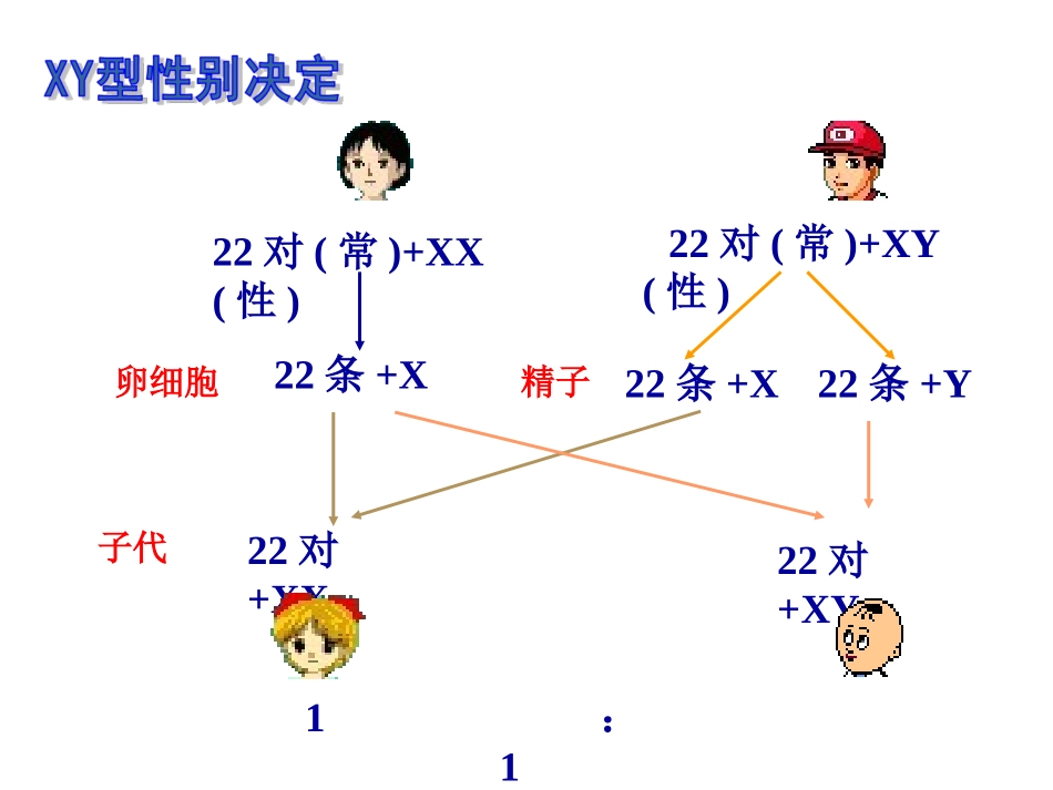 伴性遗传设计一_第3页