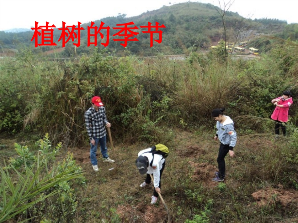 《植树的季节》课件_第1页