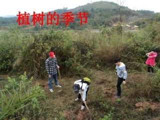 《植树的季节》课件