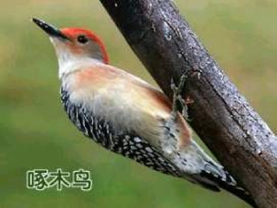 人教版物理课件九年级物理压强_第2页