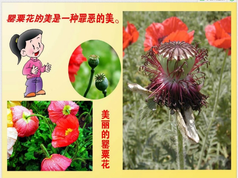 六年级上册品德与社会向“白色恶魔”说不2_第3页