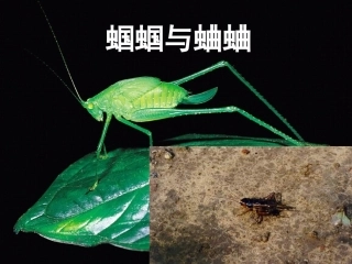 《外国诗两首(蝈蝈与蛐蛐、夜)》课件