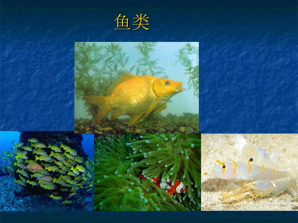 鱼类（黄飞燕课件）_第1页