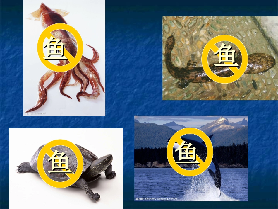鱼类（黄飞燕课件）_第3页