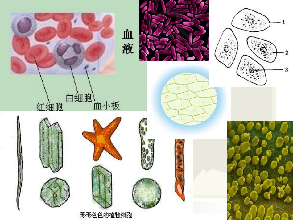 细胞的多样性和统一性课件人教版必修_第2页