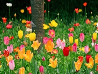 一路花香课件 (2)