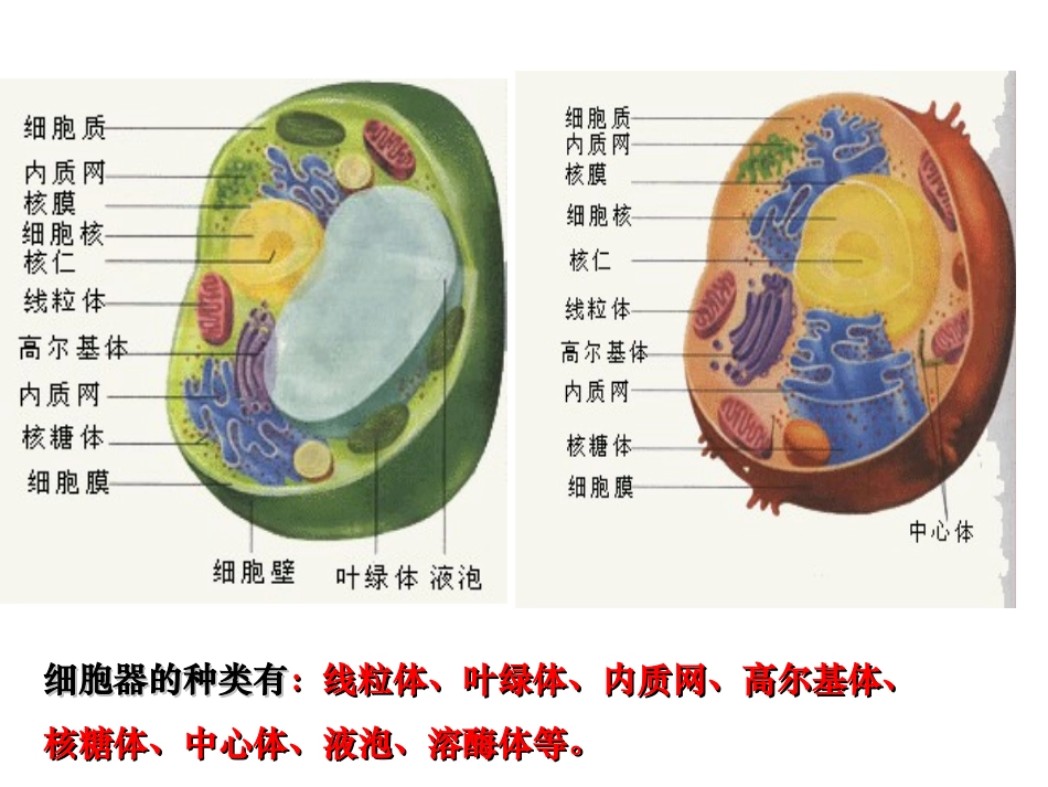 《细胞器——系统内的分工合作》定稿_第3页