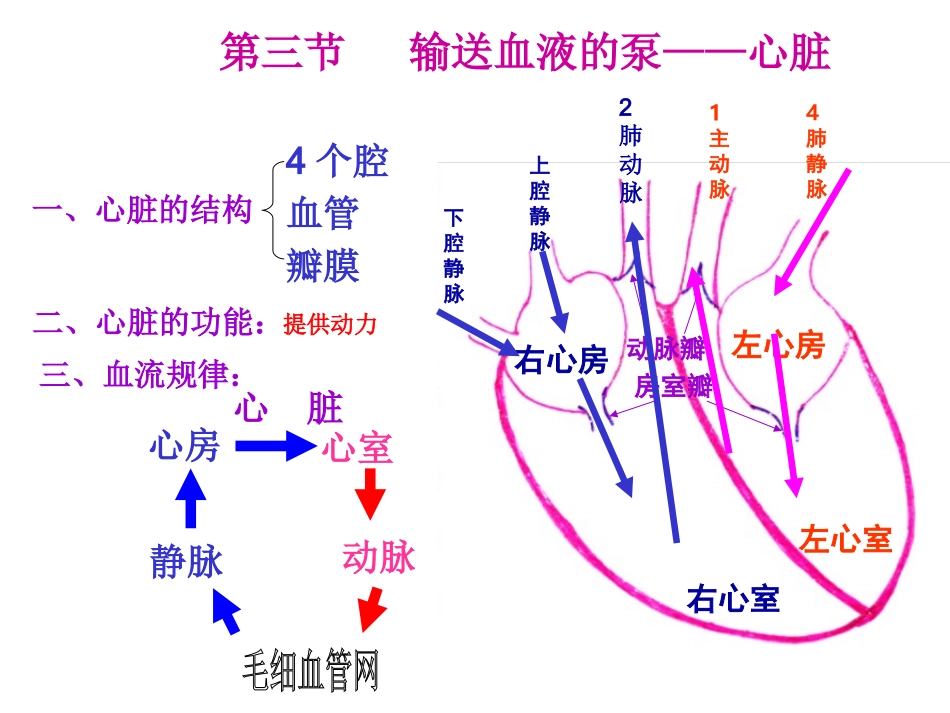 输送血液的泵——心脏_第1页