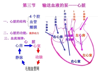 输送血液的泵——心脏