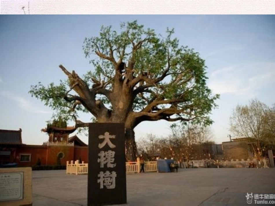 三上1-2：校园的树木 (2)_第3页