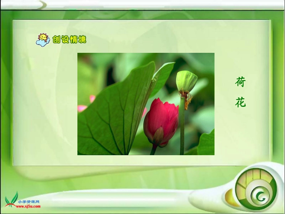 荷花课件(人教版语文三年级下册)_第3页