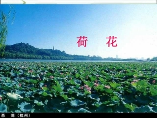 荷花课件(人教版语文三年级下册)