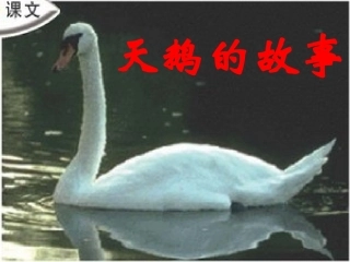 天鹅的故事 (2)