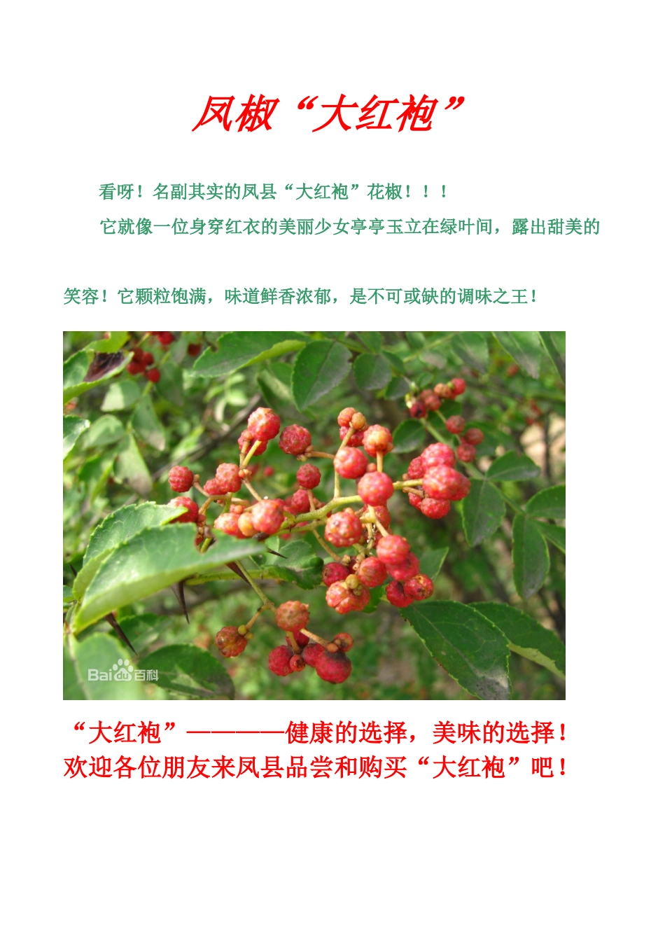 大红袍广告任宣颖_第1页