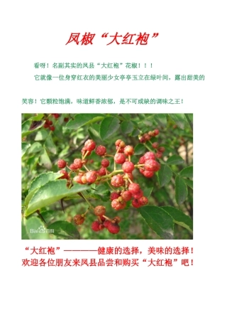 大红袍广告任宣颖