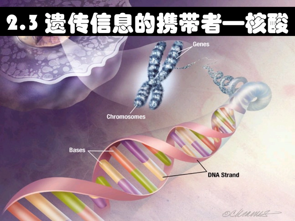 遗传信息的携带者核酸 _第1页