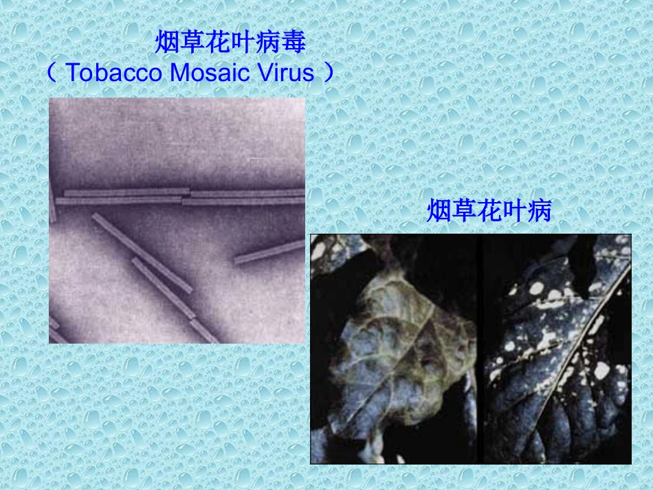 从生物圈到细胞课件人教版必修_第2页