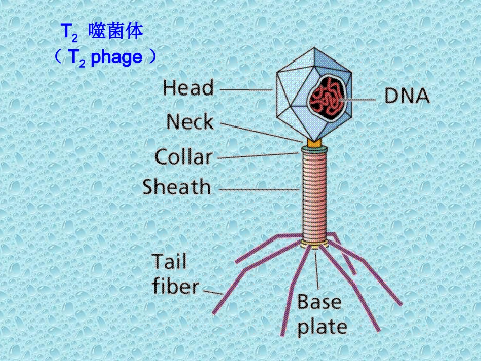 从生物圈到细胞课件人教版必修_第3页