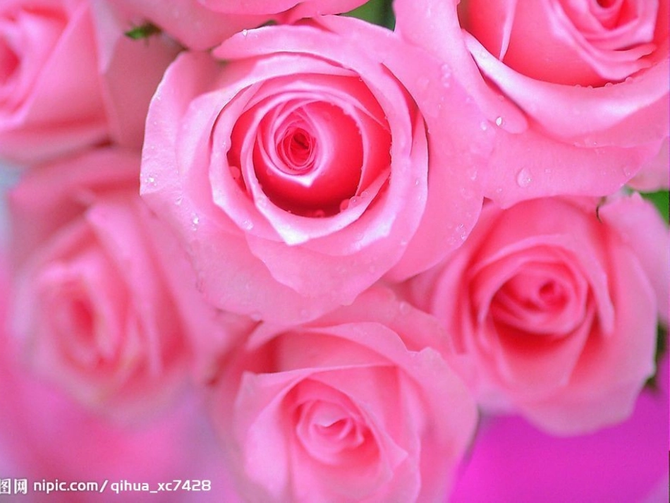 《花朵》课件(语文S版一年级语文上册课件)[1]_第2页