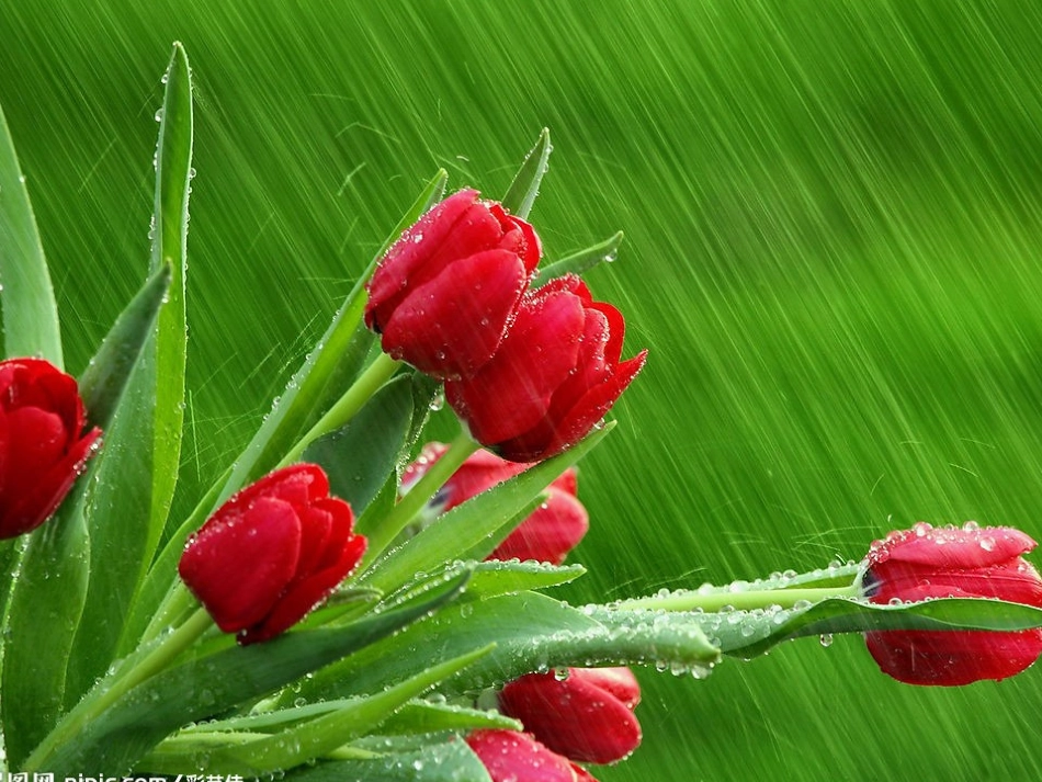 《花朵》课件(语文S版一年级语文上册课件)[1]_第3页