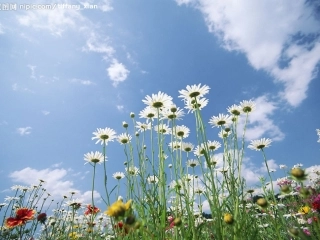 《花朵》课件(语文S版一年级语文上册课件)[1]