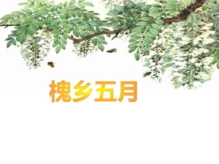 小学语文苏教版三年级下册《槐乡五月》PPT