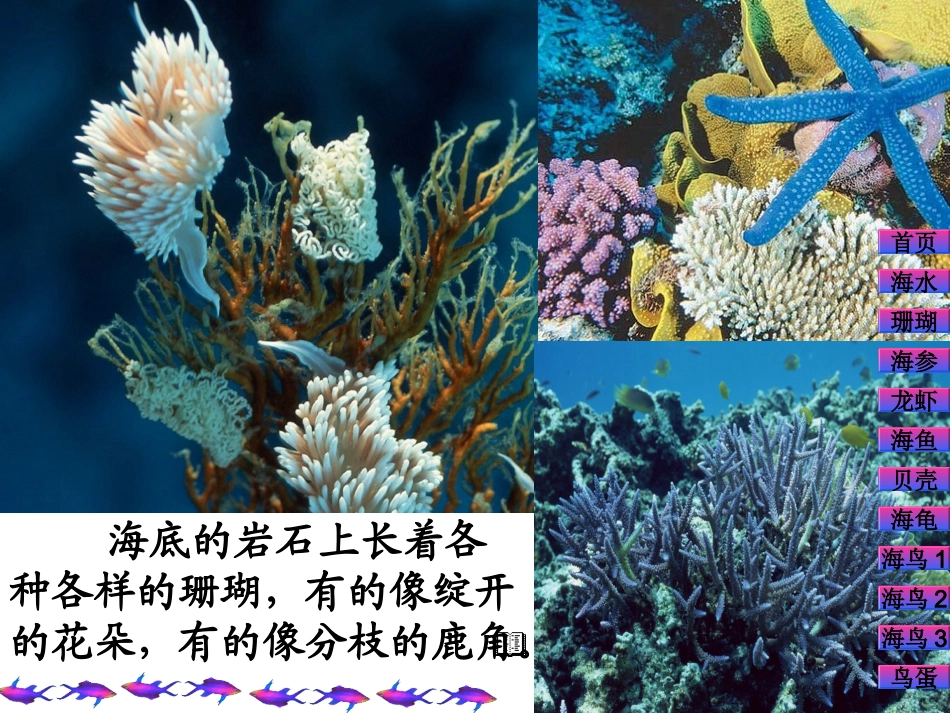 、富饶的西沙群岛_第3页