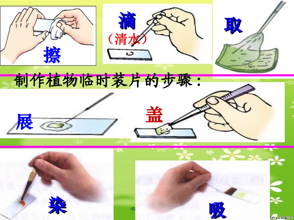 人教版七上第二单元第一章第三节动物细胞_第3页