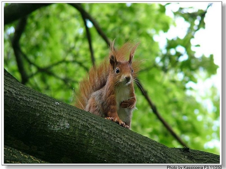 五年级上册语文第10课《松鼠》PPT (4)_第2页