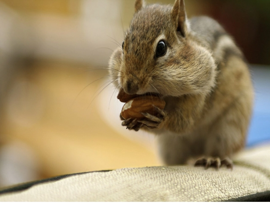 五年级上册语文第10课《松鼠》PPT (4)_第3页