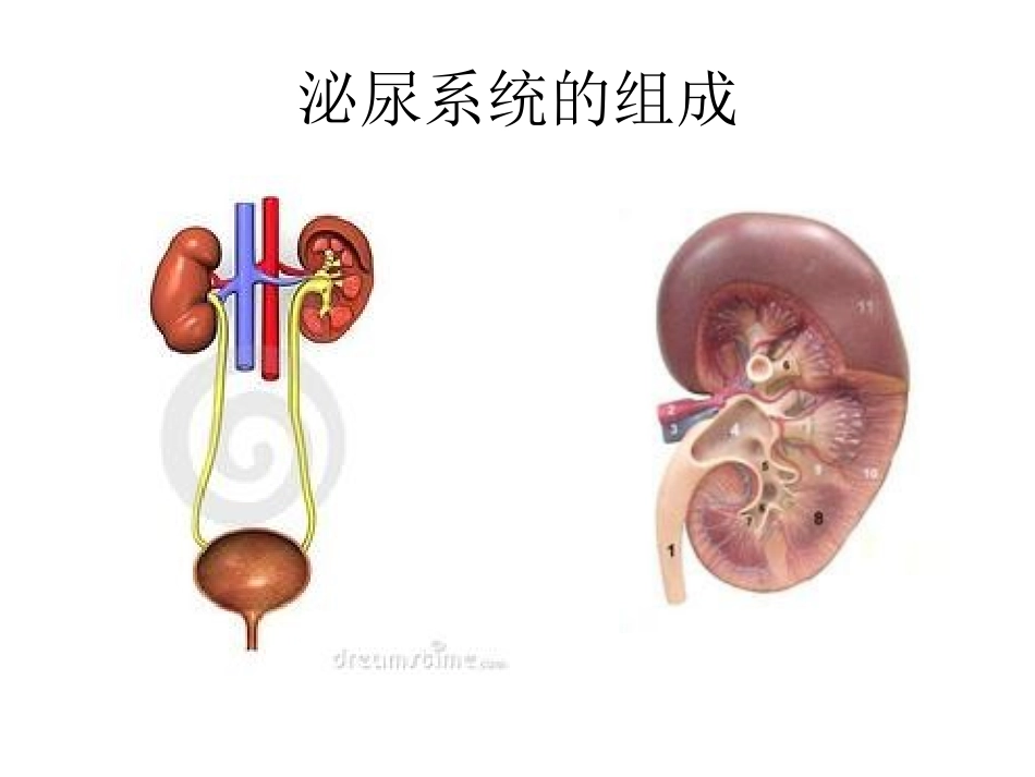 泌尿系统幻灯片_第2页