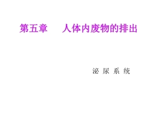 泌尿系统幻灯片