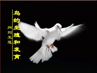 第七单元第一章第四节鸟的生殖和发育玉莲