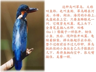 人教版小学三年级语文下册《翠鸟》教学课件