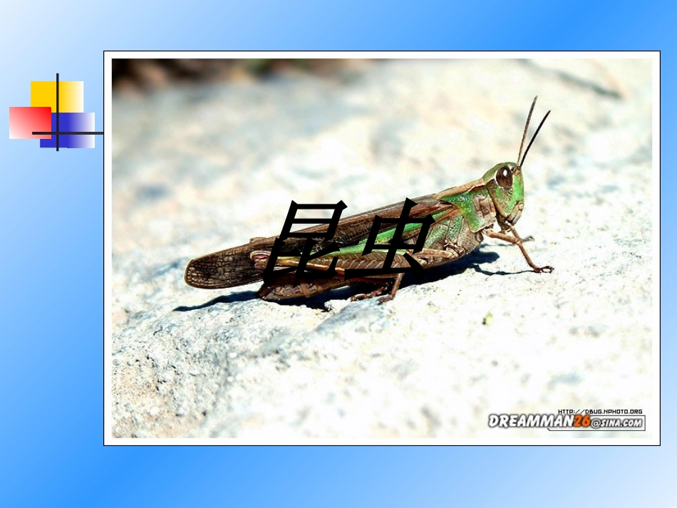 飞行动物---昆虫_第3页