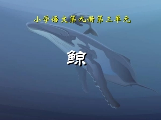 《鲸》教学课件 (2)