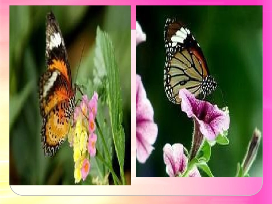 -台湾的蝴蝶谷_第2页