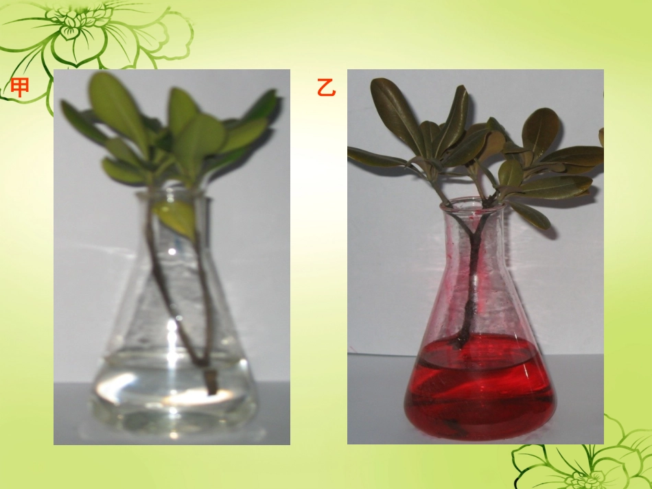 绿色植物与水循环_第3页