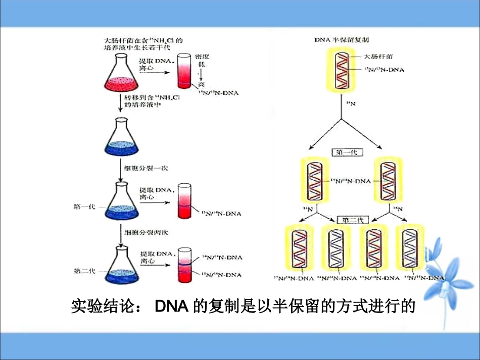 《DNA的复制》参考课件1_第3页