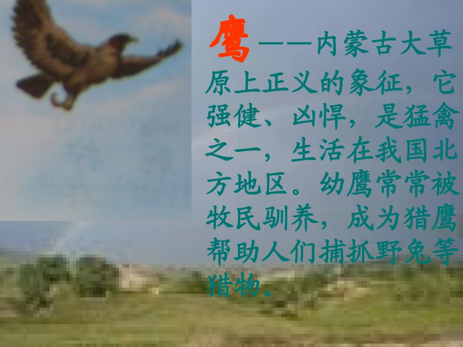 成吉思汗和鹰PPT课件_第3页