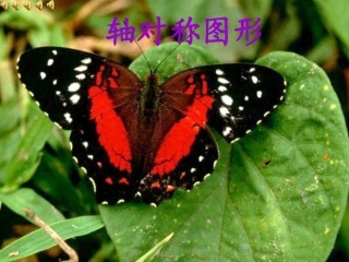 人教版_二年级上册数学课件_对称图形
