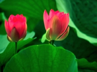 陈光希（农垦三亚高级中学）图文转换